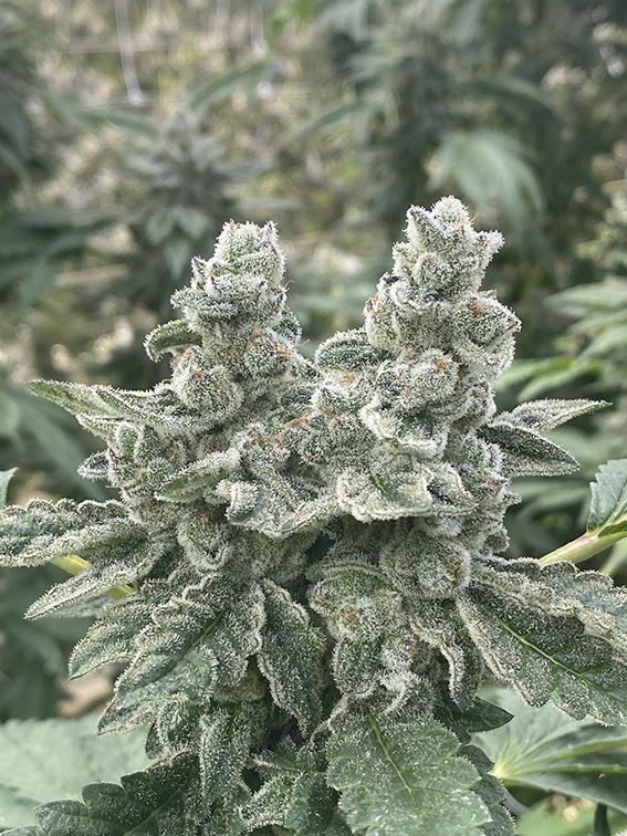 Kush Valley Cookies