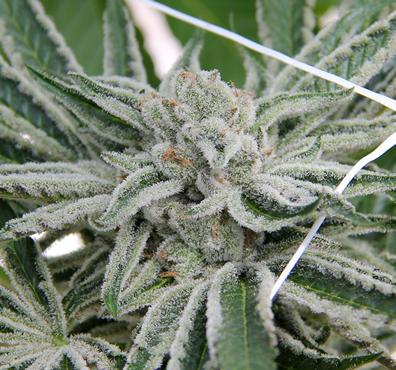 Papaya Razzlez
