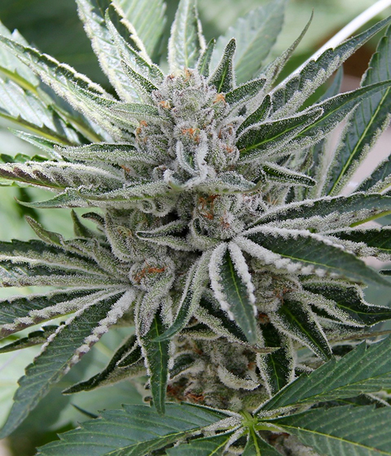 Sour Candy Razzlez